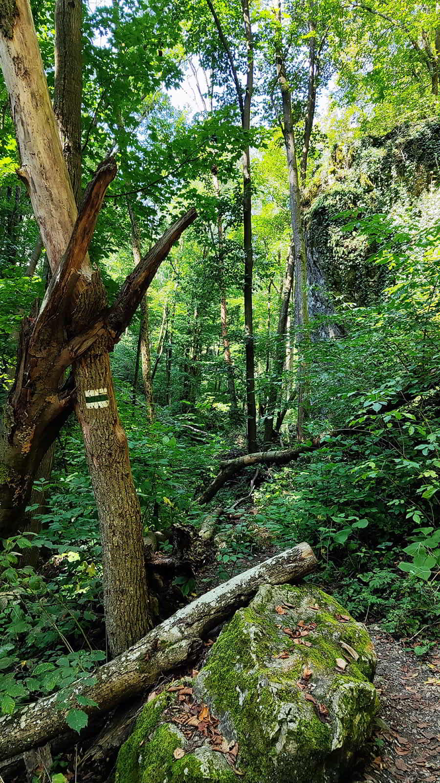 hikeling.hu - Bakony - Kerteskői-szurdok