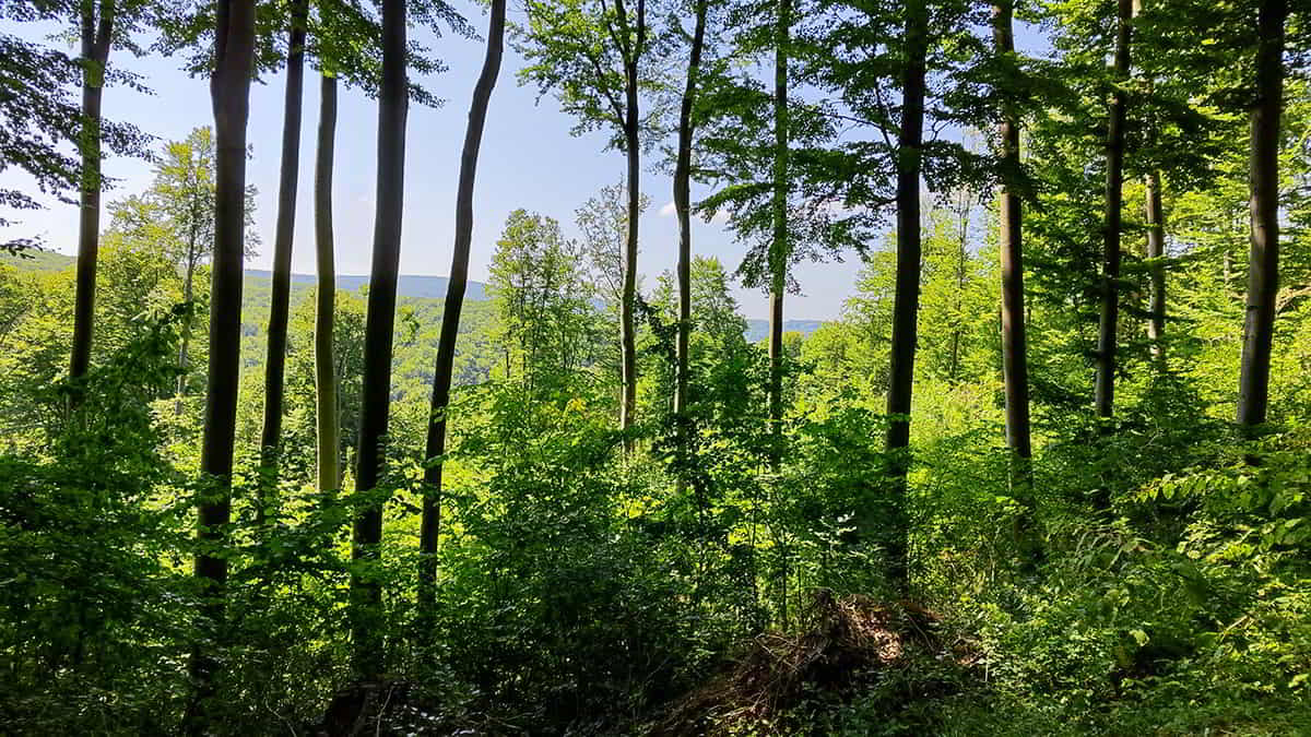 hikeling.hu - Kilátás a fákon keresztül